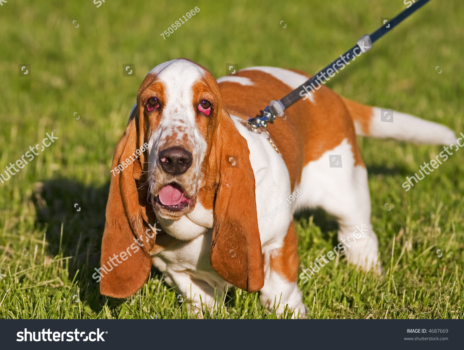 Basset Hound With Saggy Eyes Stock Photo 4687669 : Shutterstock