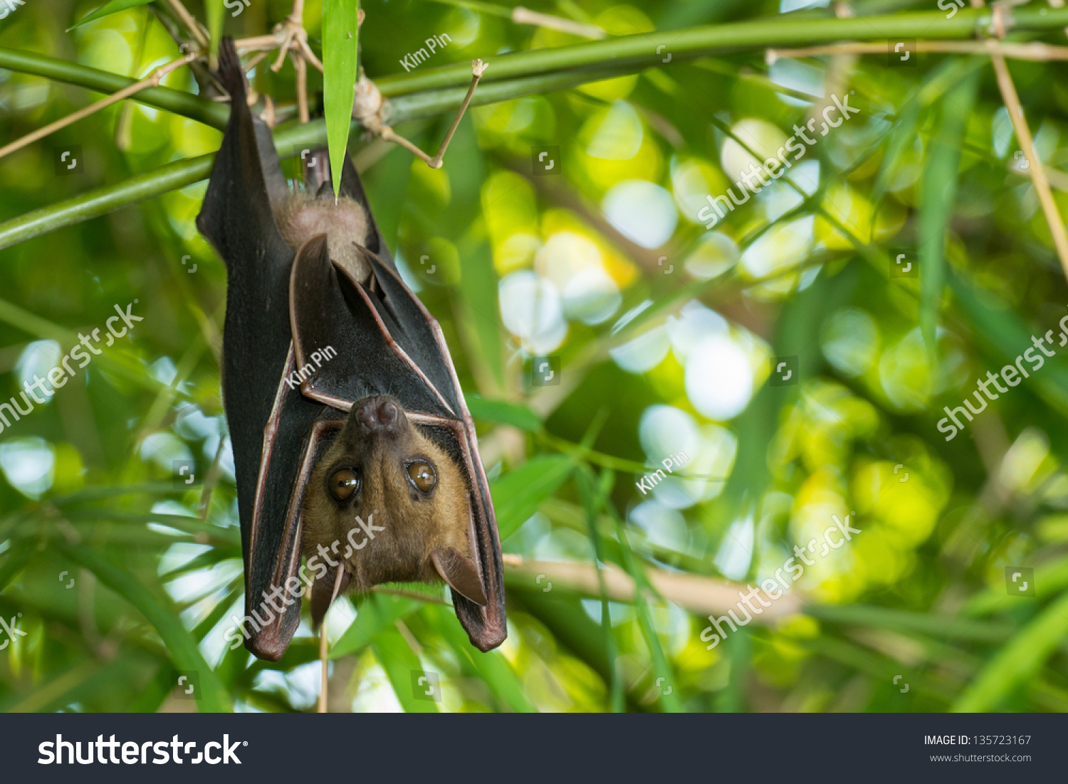 Bat Hanging Upside-Down On A Bamboo Tree Stock Photo 135723167 ...