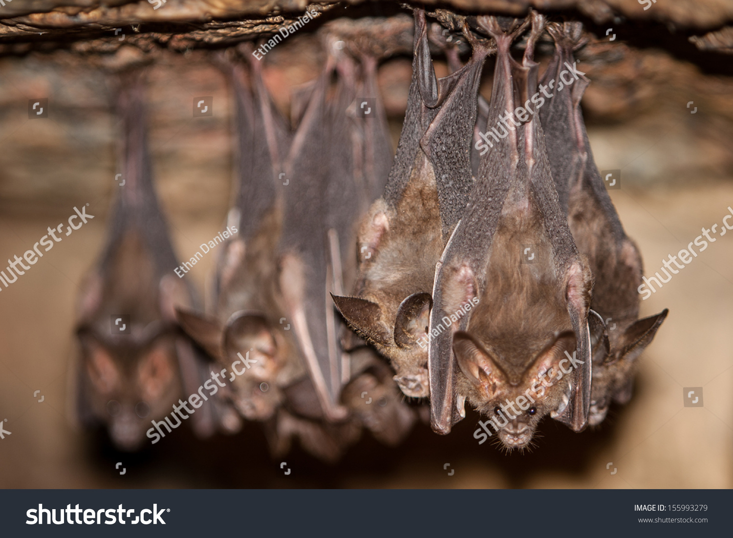 Bats Hang Ceiling Dark Cave Mergui Stock Photo Edit Now