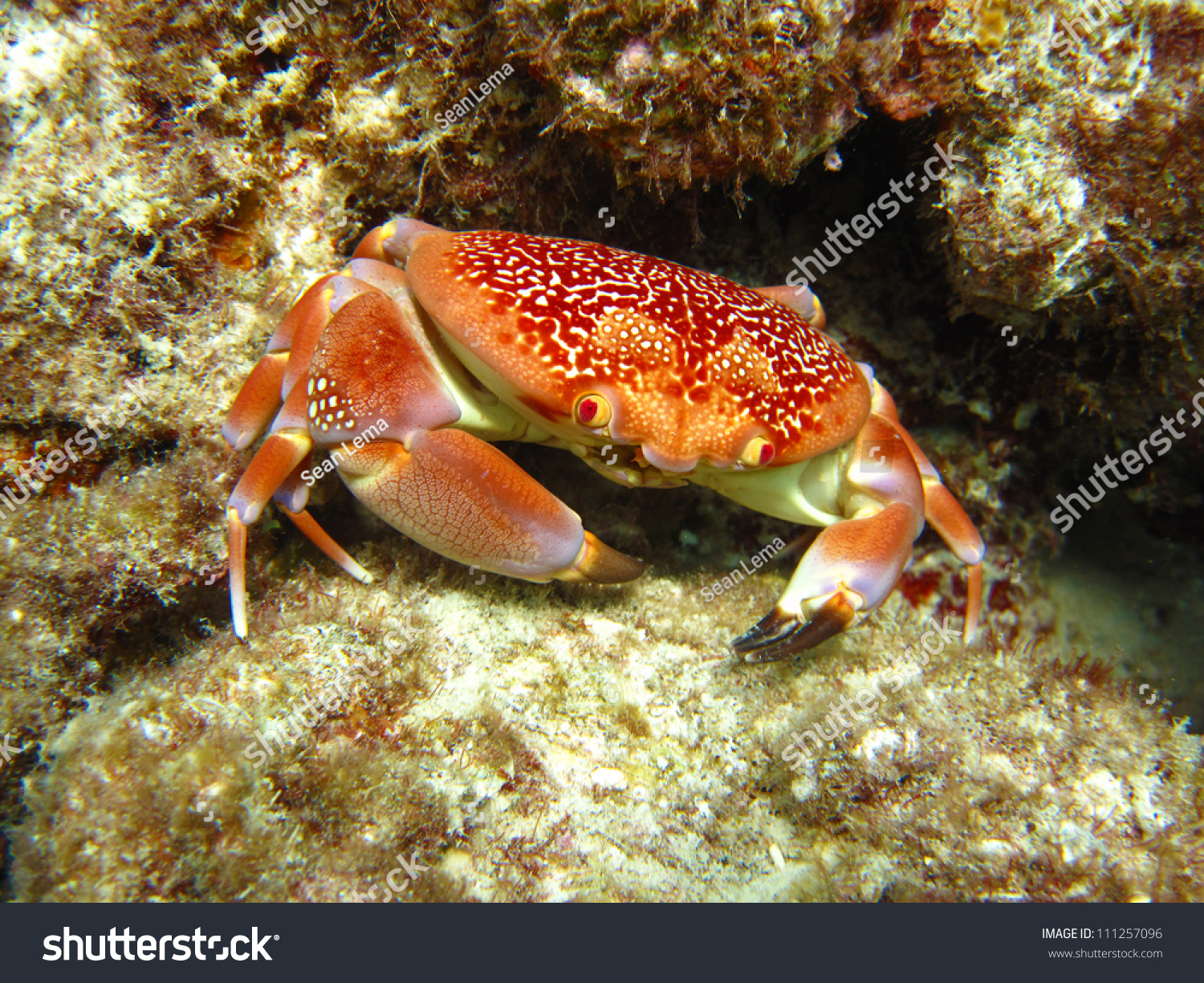 Batwing Coral Crab (Carpilius Corallinus), Caribbean Sea Stock Photo ...