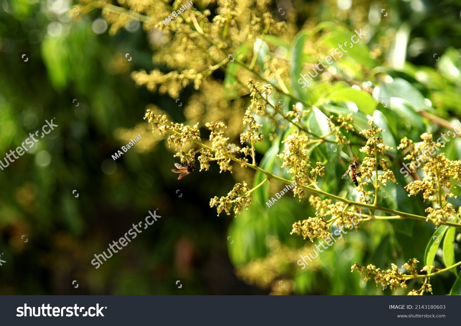 Baufal Patuakhali Bangladesh March 06 2022 Stock Photo 2143180603 ...