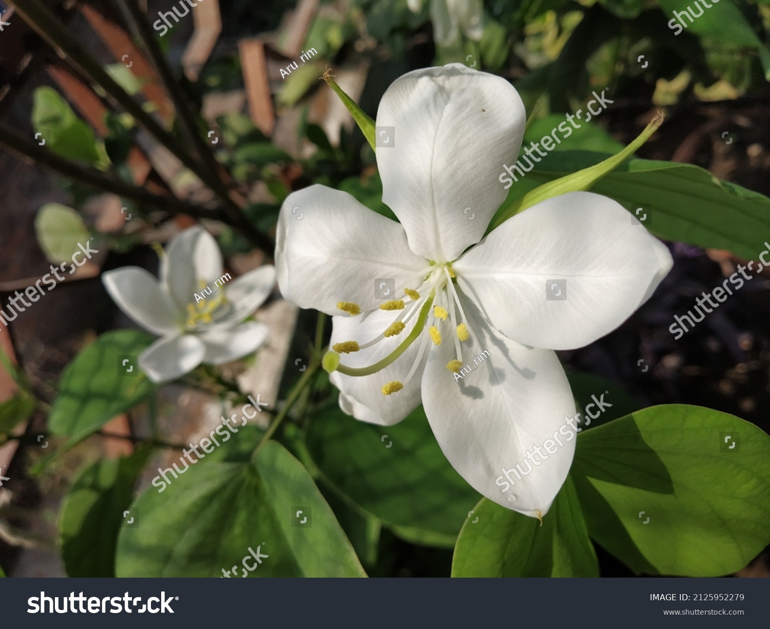 58 Kanchan Flower Images Stock Photos And Vectors Shutterstock