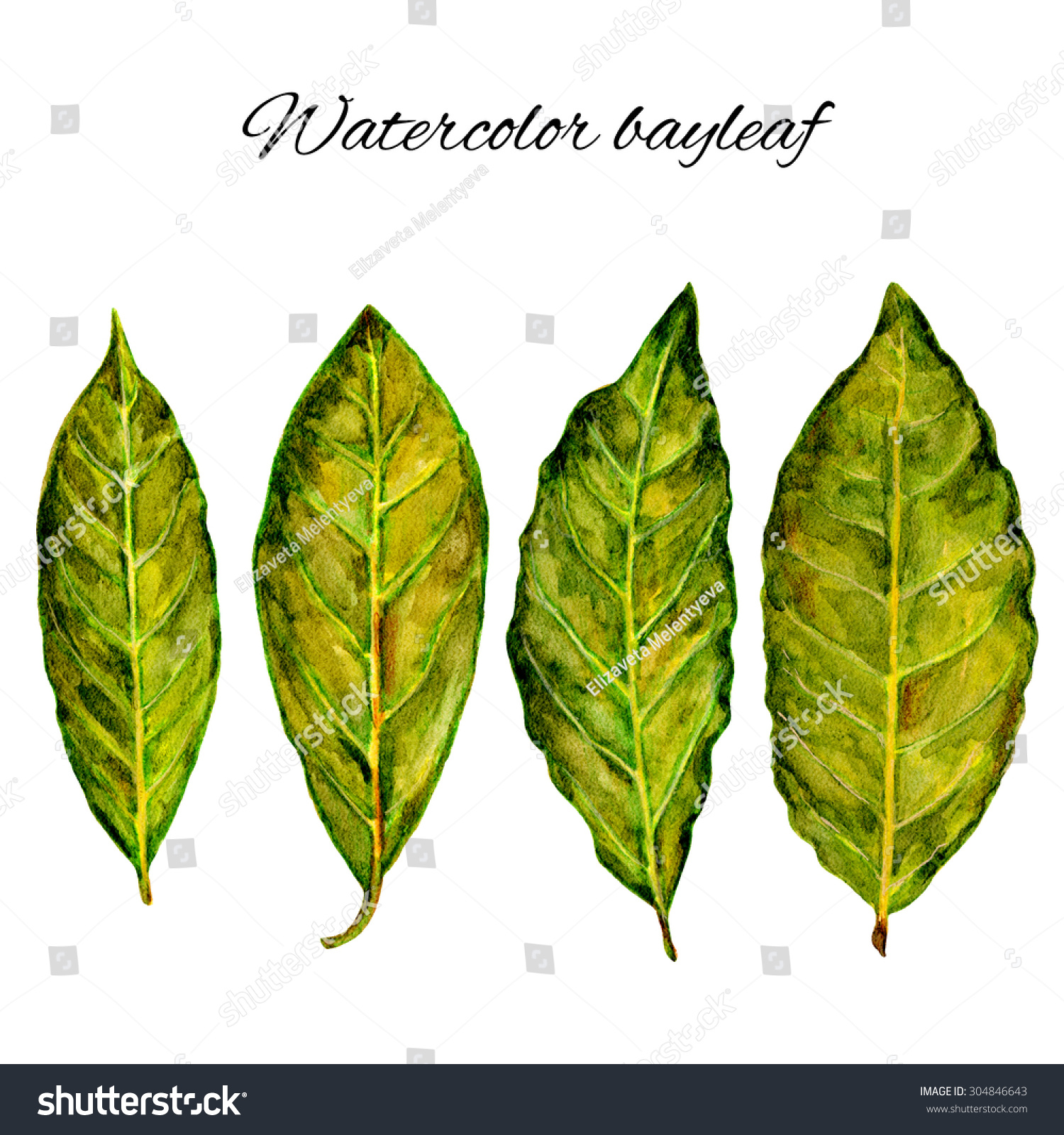 Bay Leaf Watercolor Illustration On White Stock Illustration 304846643