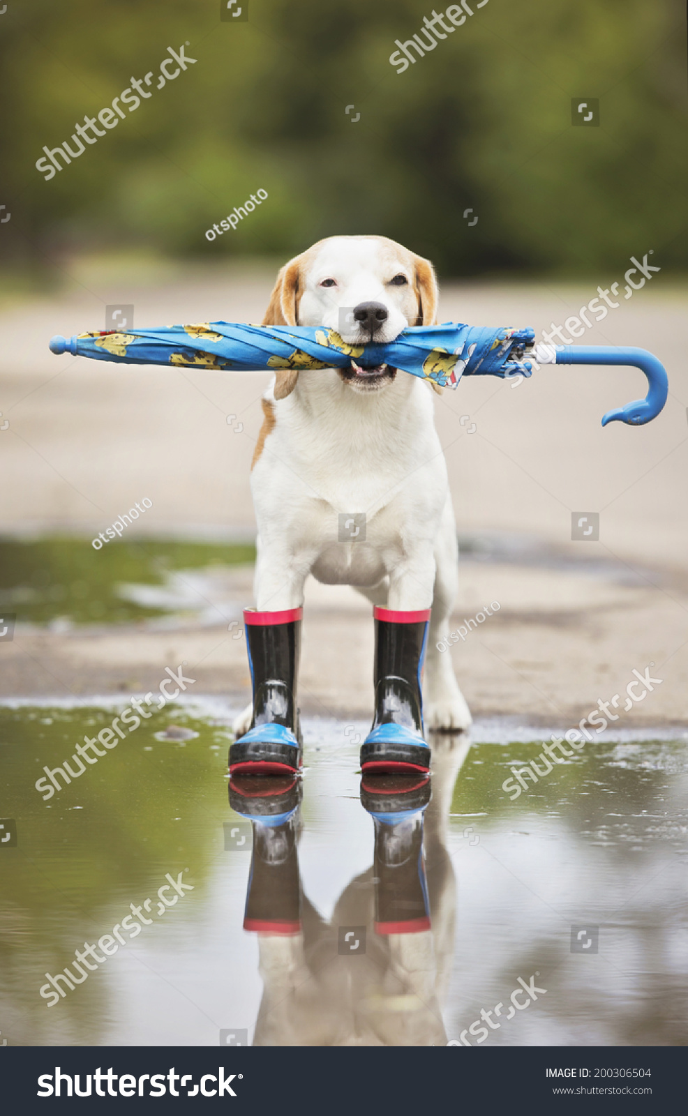 beagle rain boots