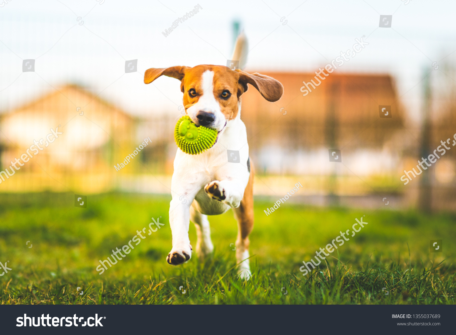 dog camera ball