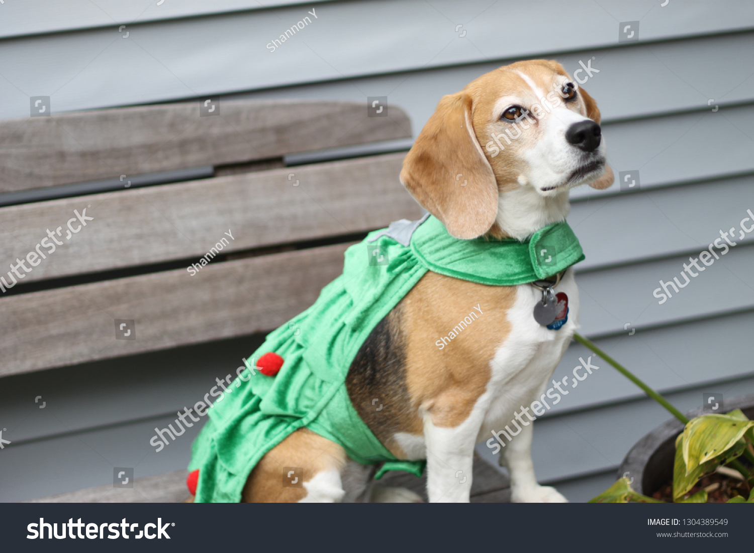 beagle jumpers