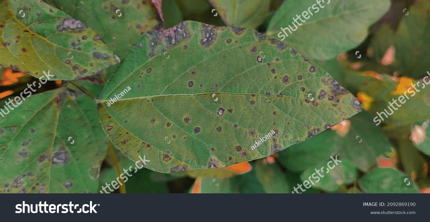 Bean Soybean Disease Caused By Bacteria Stock Photo (Edit Now) 2092869190