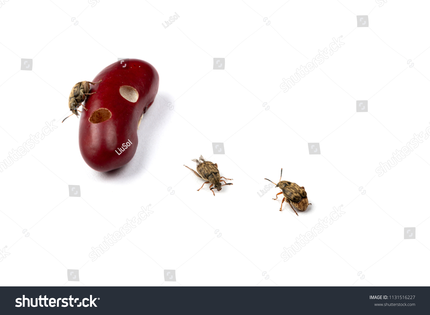 257-bean-weevils-images-stock-photos-vectors-shutterstock