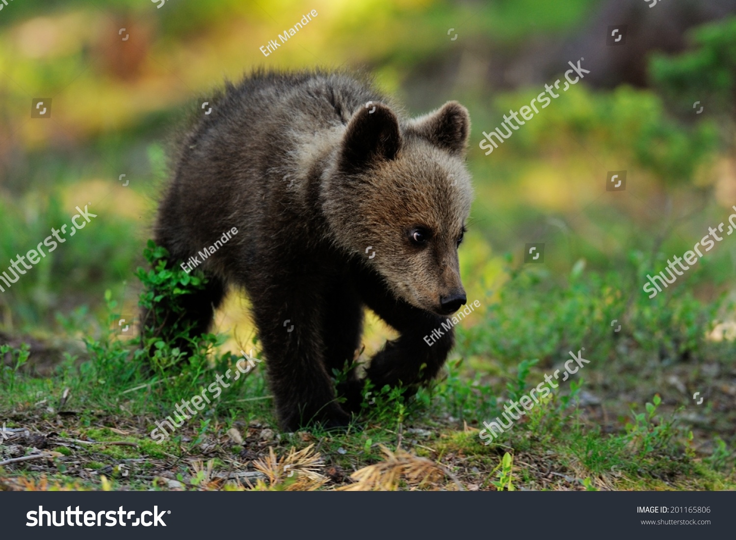 Bear Cub Walking In Forest Stock Photo 201165806 : Shutterstock