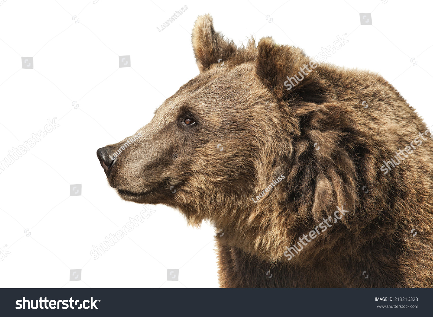 7,874 Bear in profile Images, Stock Photos & Vectors | Shutterstock