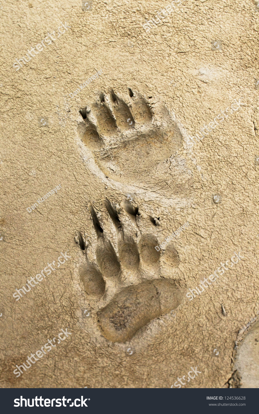 Bear Prints Left In Some Moist Mud Stock Photo 124536628 : Shutterstock