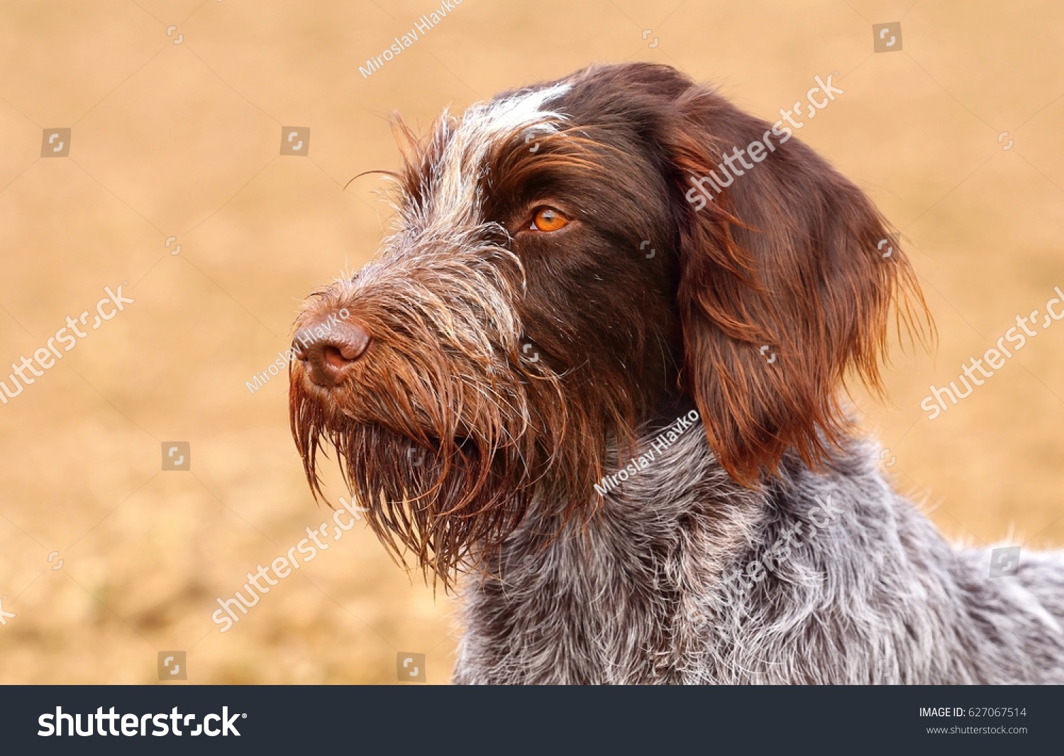czech wirehaired pointer