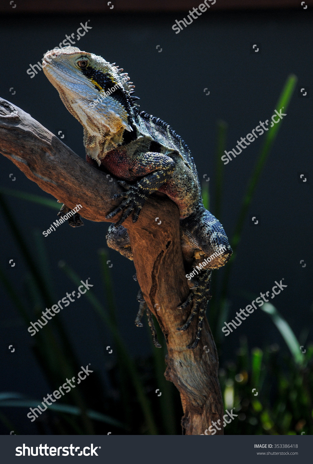 Bearded Dragon On Tree Branch Kuranda Stock Photo Edit Now 353386418