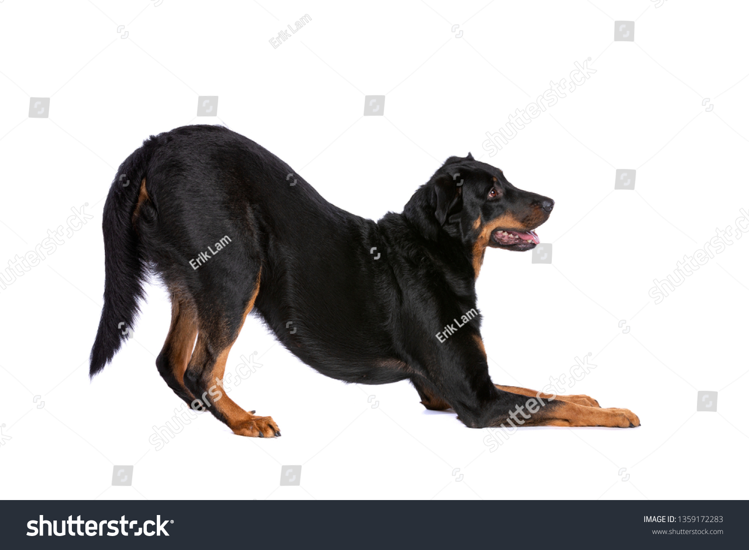 Beauceron French Short Haired Shepherd Front Stock Photo Edit Now