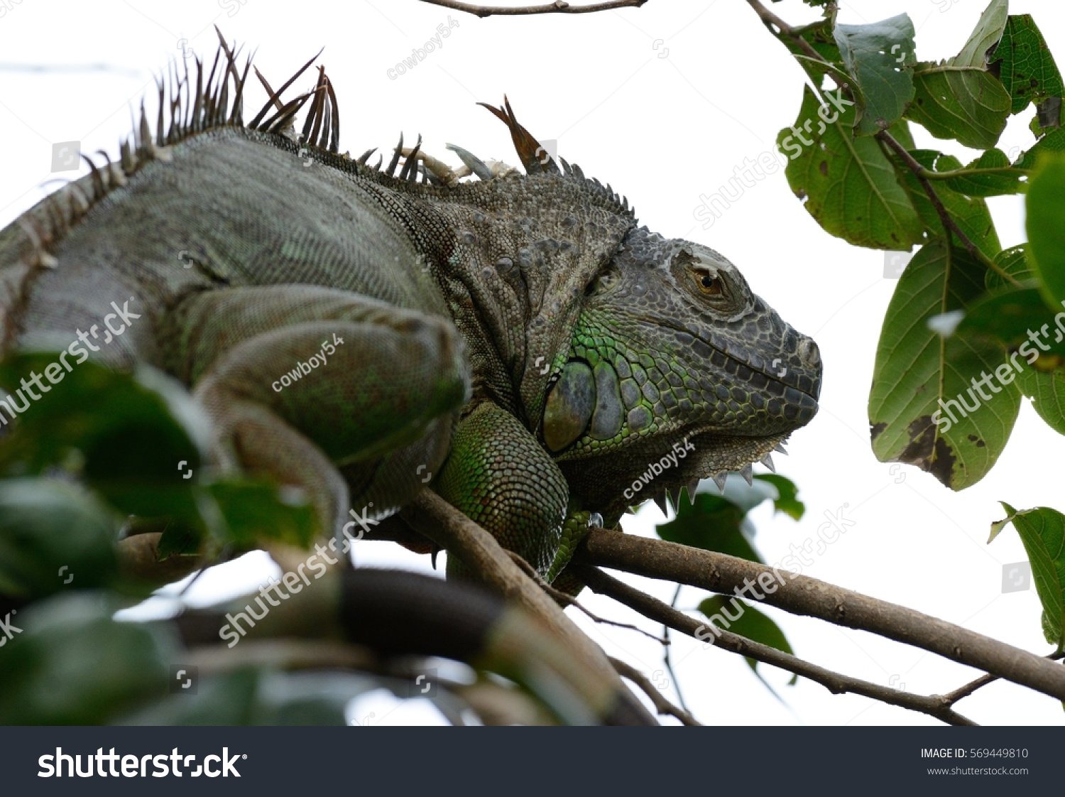 Beautiful Adult Female Green Iguana Iguana Stock Photo 569449810 ...