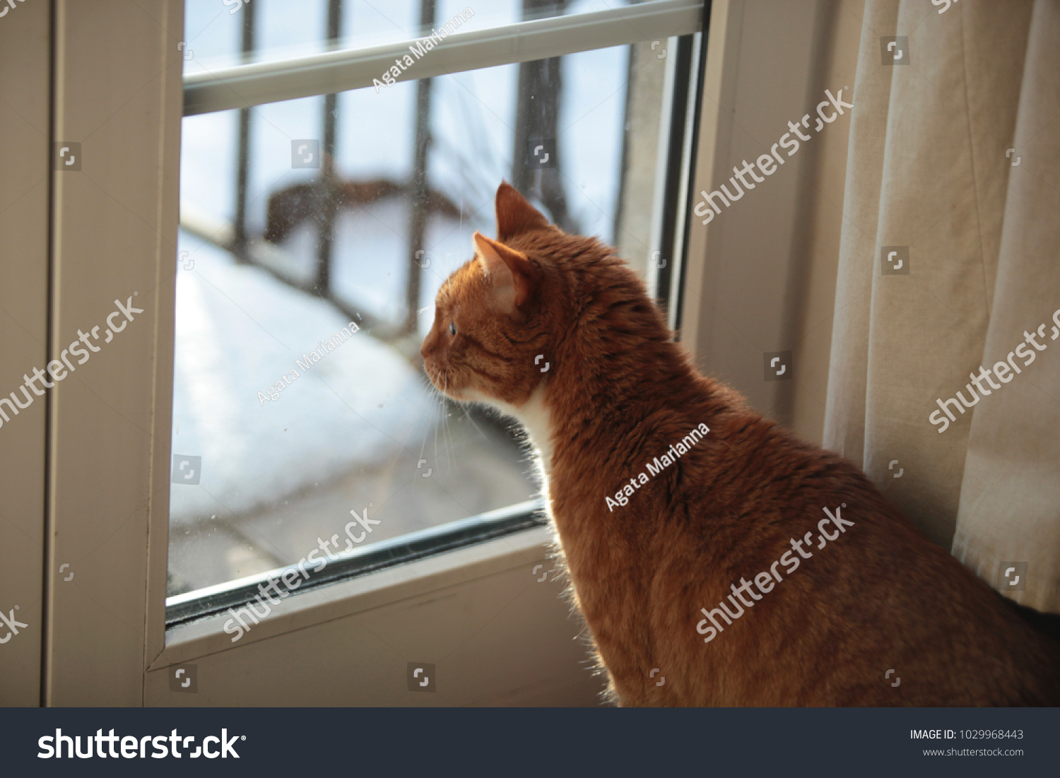 Beautiful Adult Red Cat Sitting Inside Stock Photo Edit Now