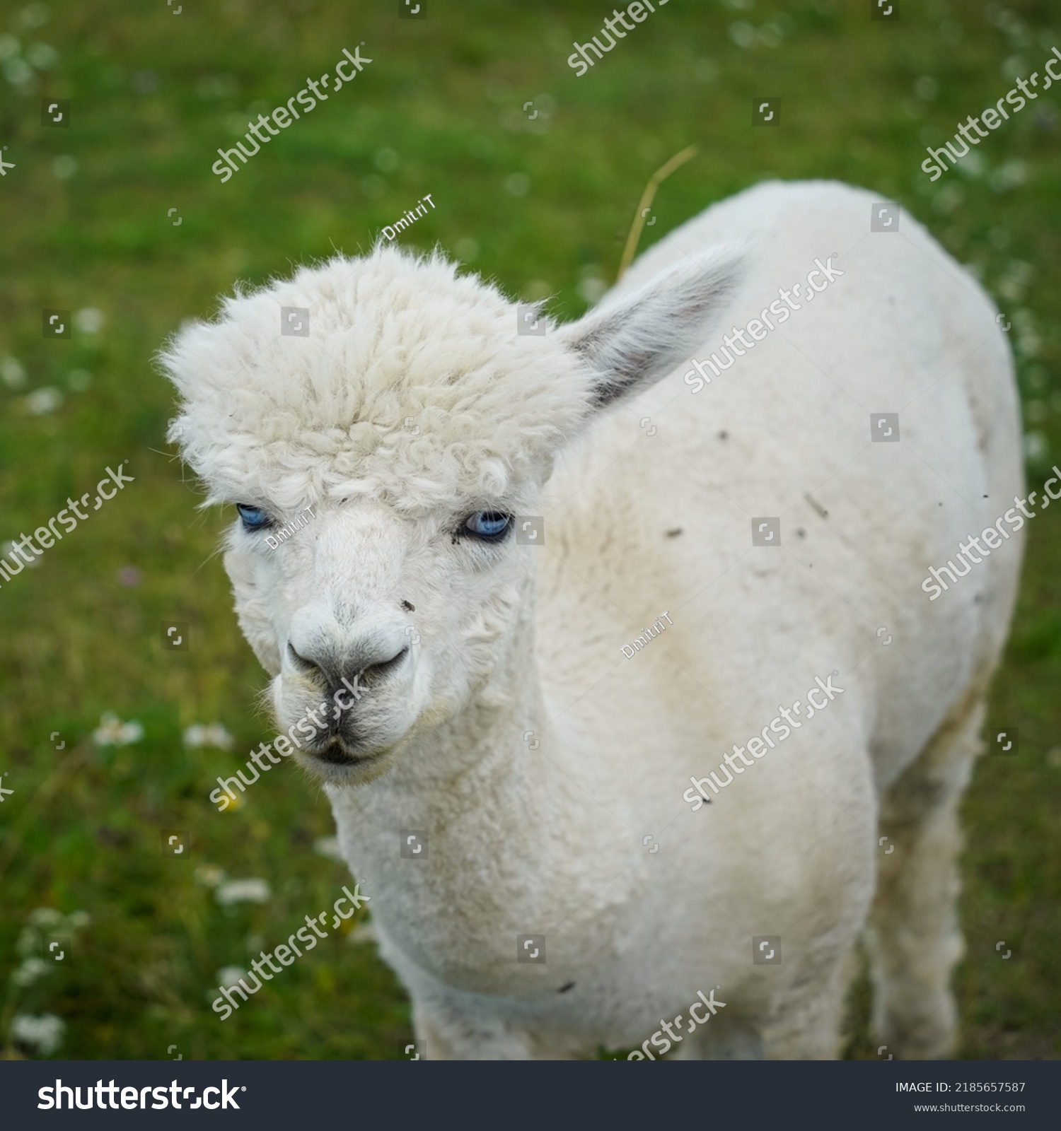 645 Blue eyed alpaca Images, Stock Photos & Vectors | Shutterstock