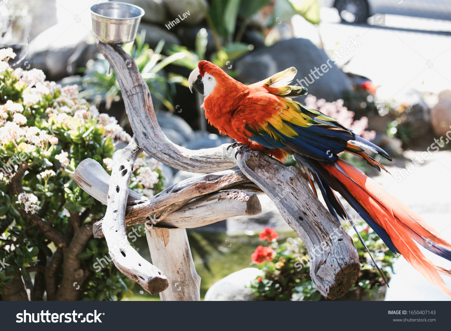 Beautiful Amazon Rainforest Scarlet Macaw On Stock Photo Edit Now