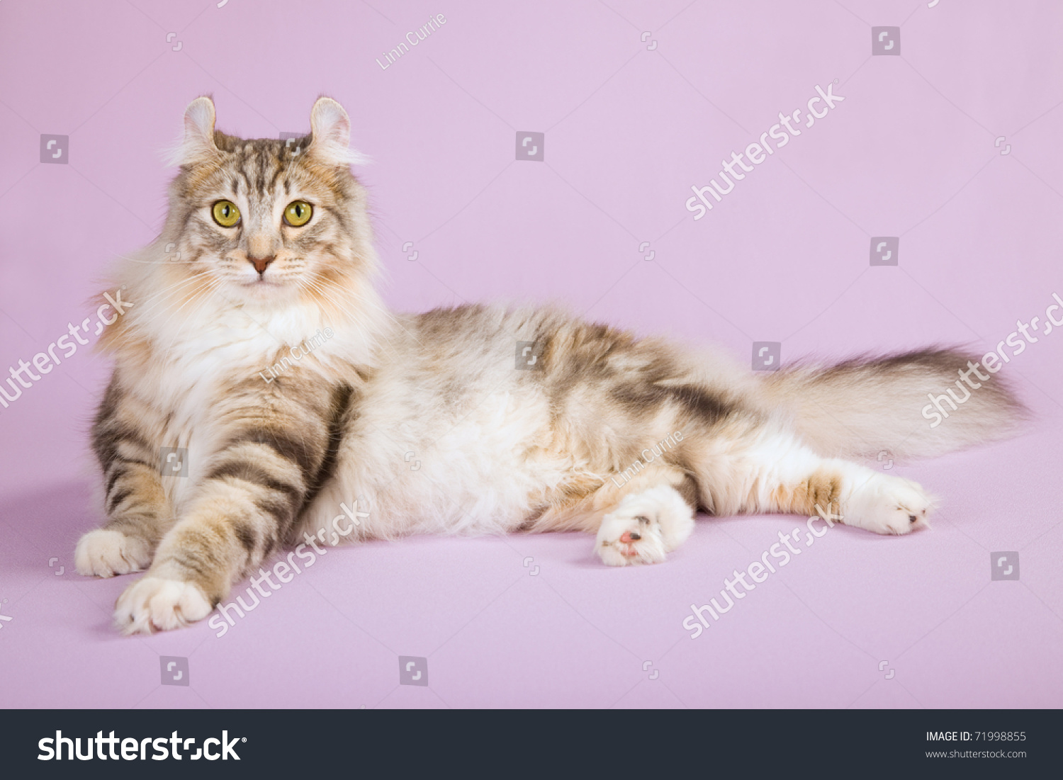 Cat american curl AMERICAN CURL