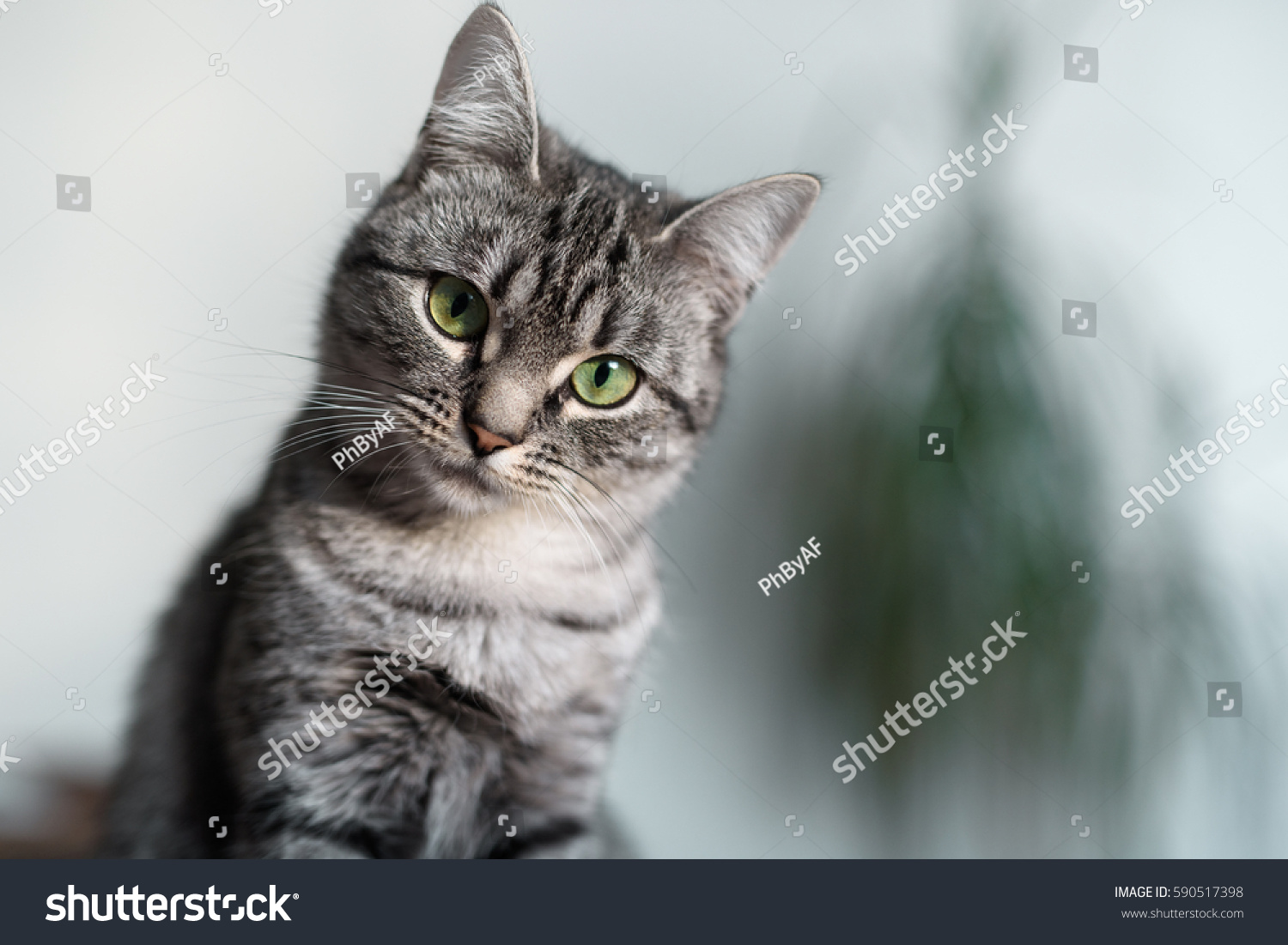 Beautiful American Shorthair Cat Green Eyes Stock Photo 590517398