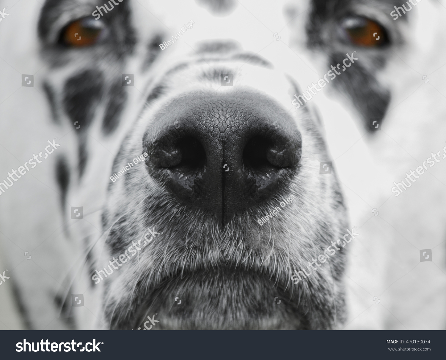 dog only nose