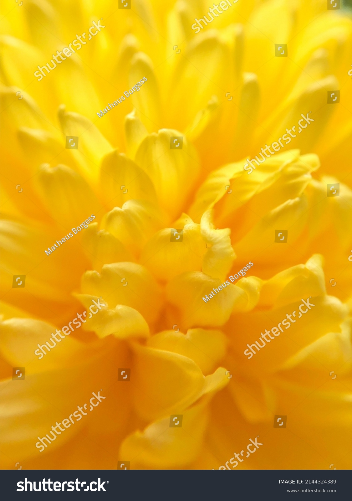 Images Stock Photos Vectors Shutterstock