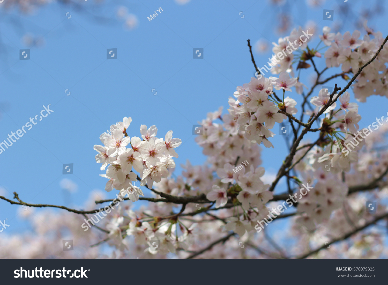 Beautiful Exquisite Spring Pink Cherry Blossom Stock Photo Edit Now