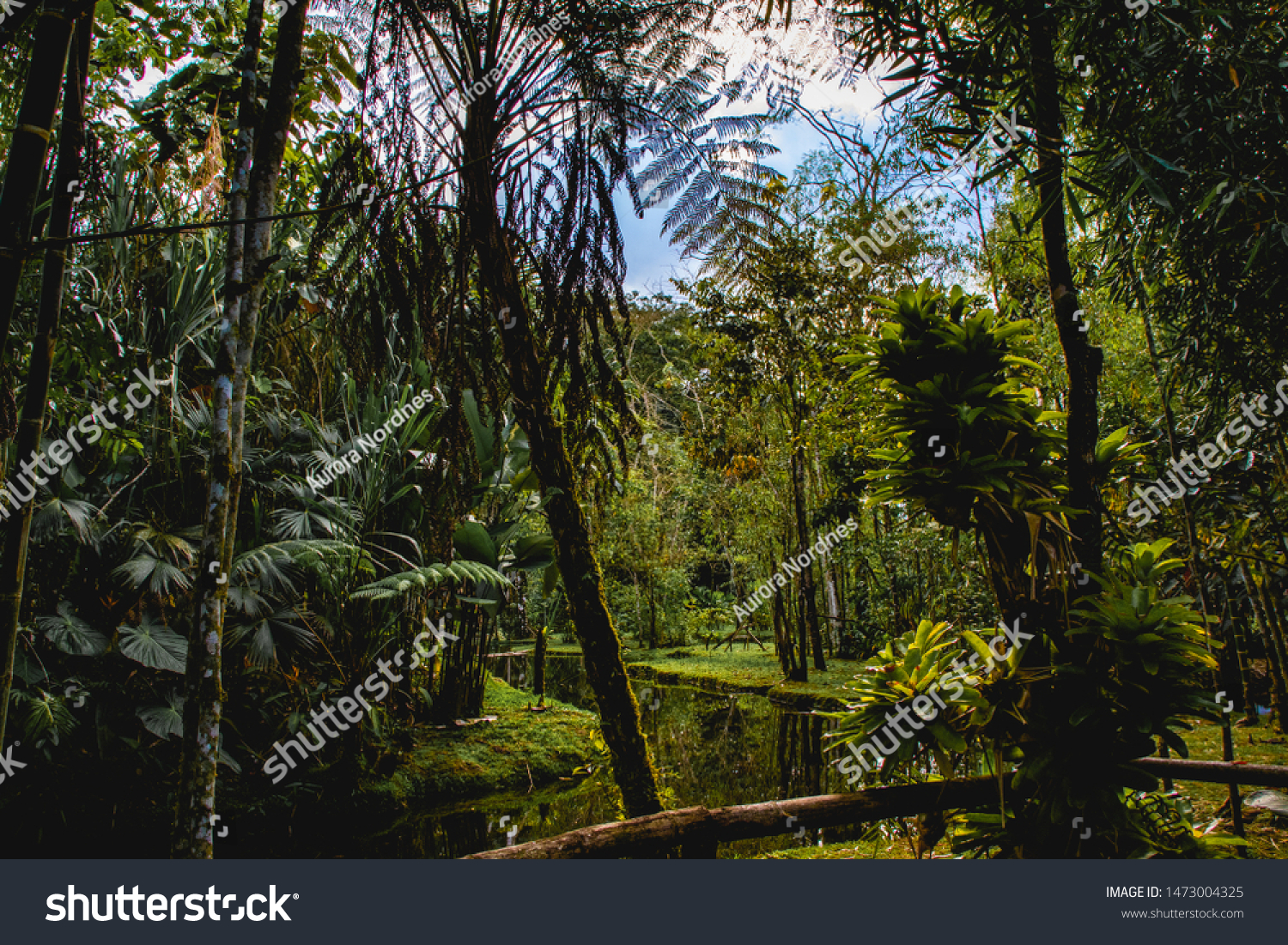 Beautiful Lush South American Jungle Reserve Stock Photo Edit Now