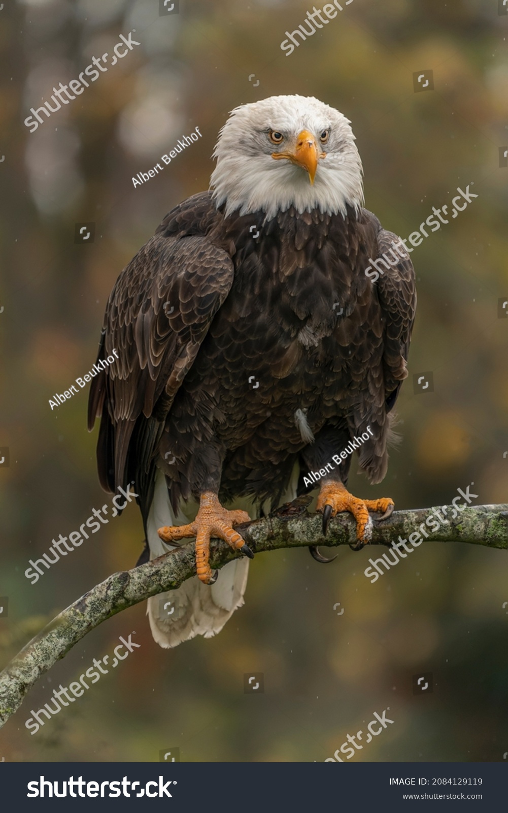 New Zealand Skygge Ejendomsret Beautiful Majestic Bald Eagle American Eagle Stock-foto (rediger nu)  2084129119