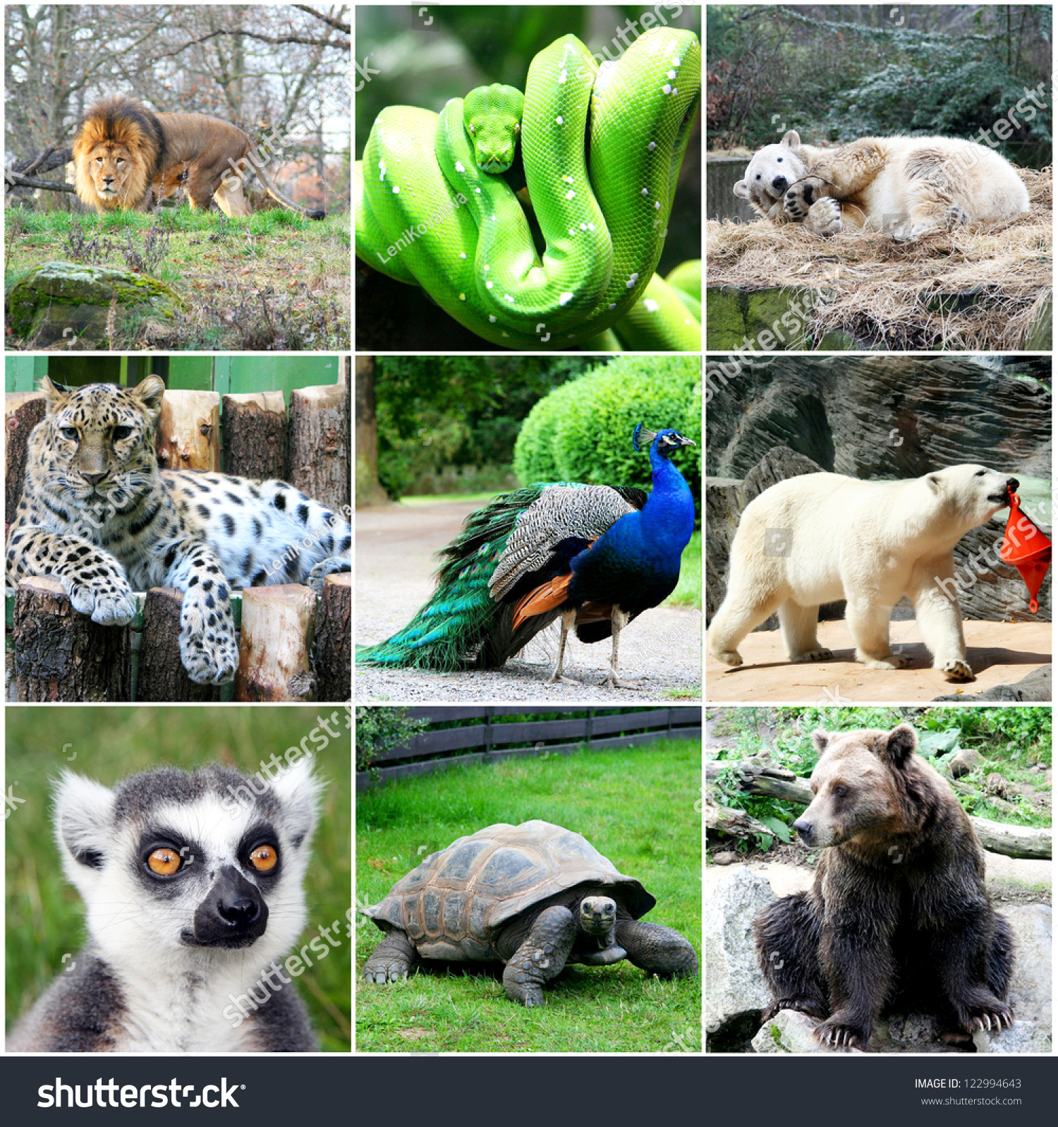 Beautiful Animals Collage Nine Photos Stock Photo 122994643 | Shutterstock