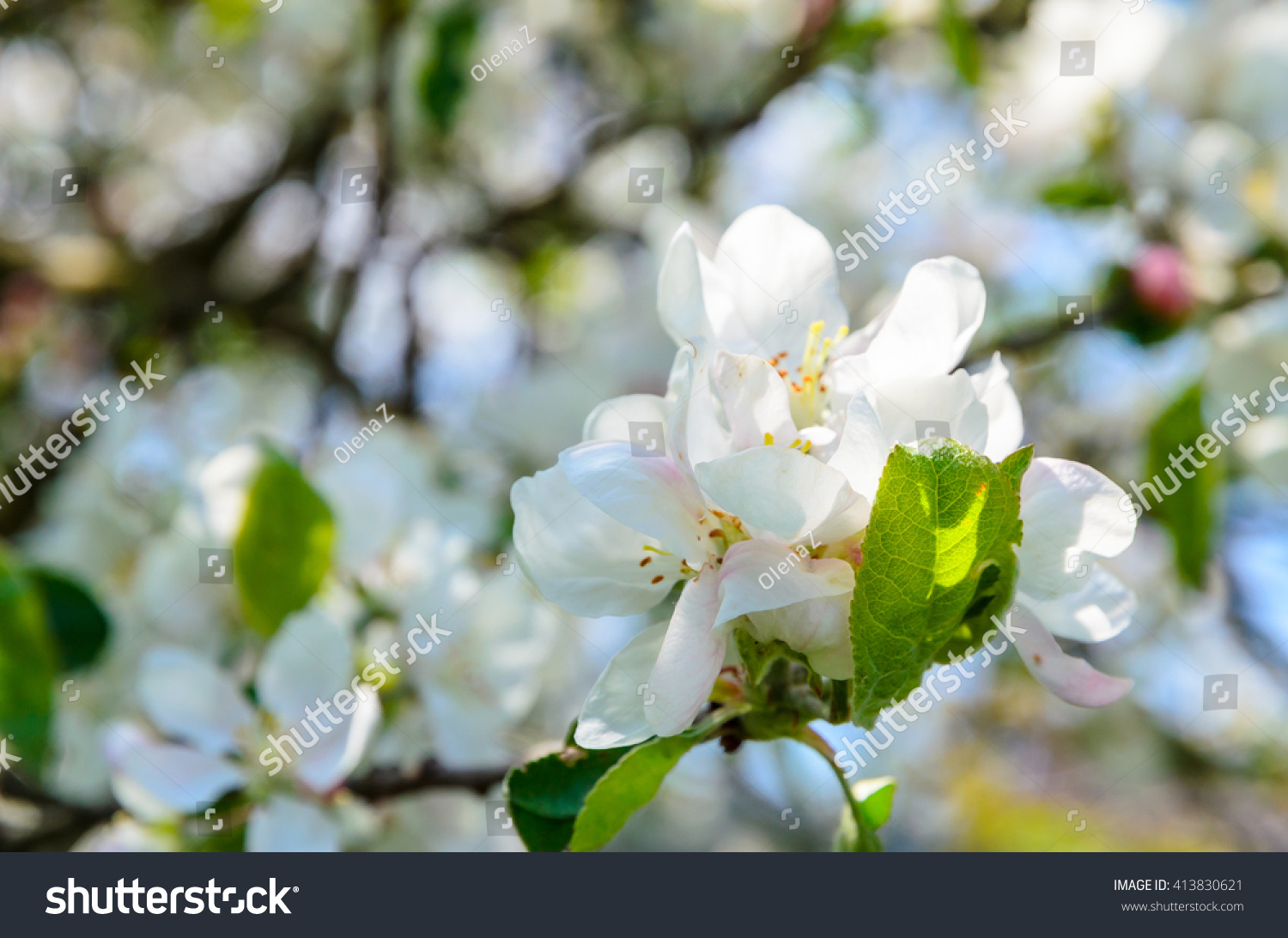 Up Of Beautiful Blooming Apple Tree Beautiful Apple Tree Blooming Flowers Stock Photo