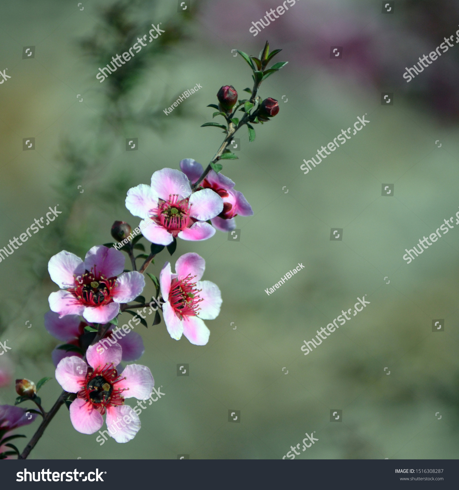 Imidlertid Hysterisk Udgående Beautiful Australian Native Pink Tea Tree Stock Photo (Edit Now) 1516308287