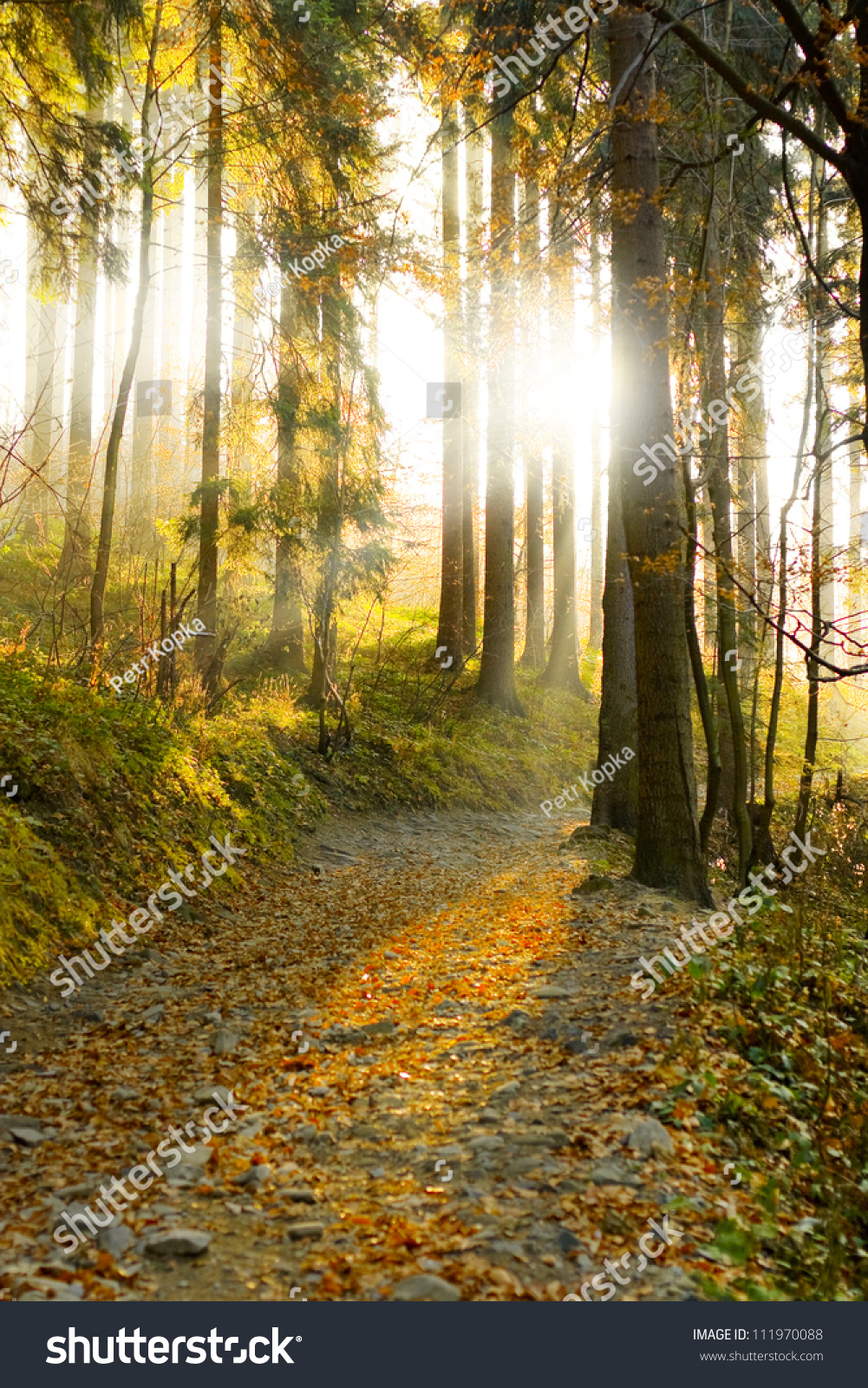 Beautiful Autumn Forest Mountain Path Sunset Stock Photo Edit Now