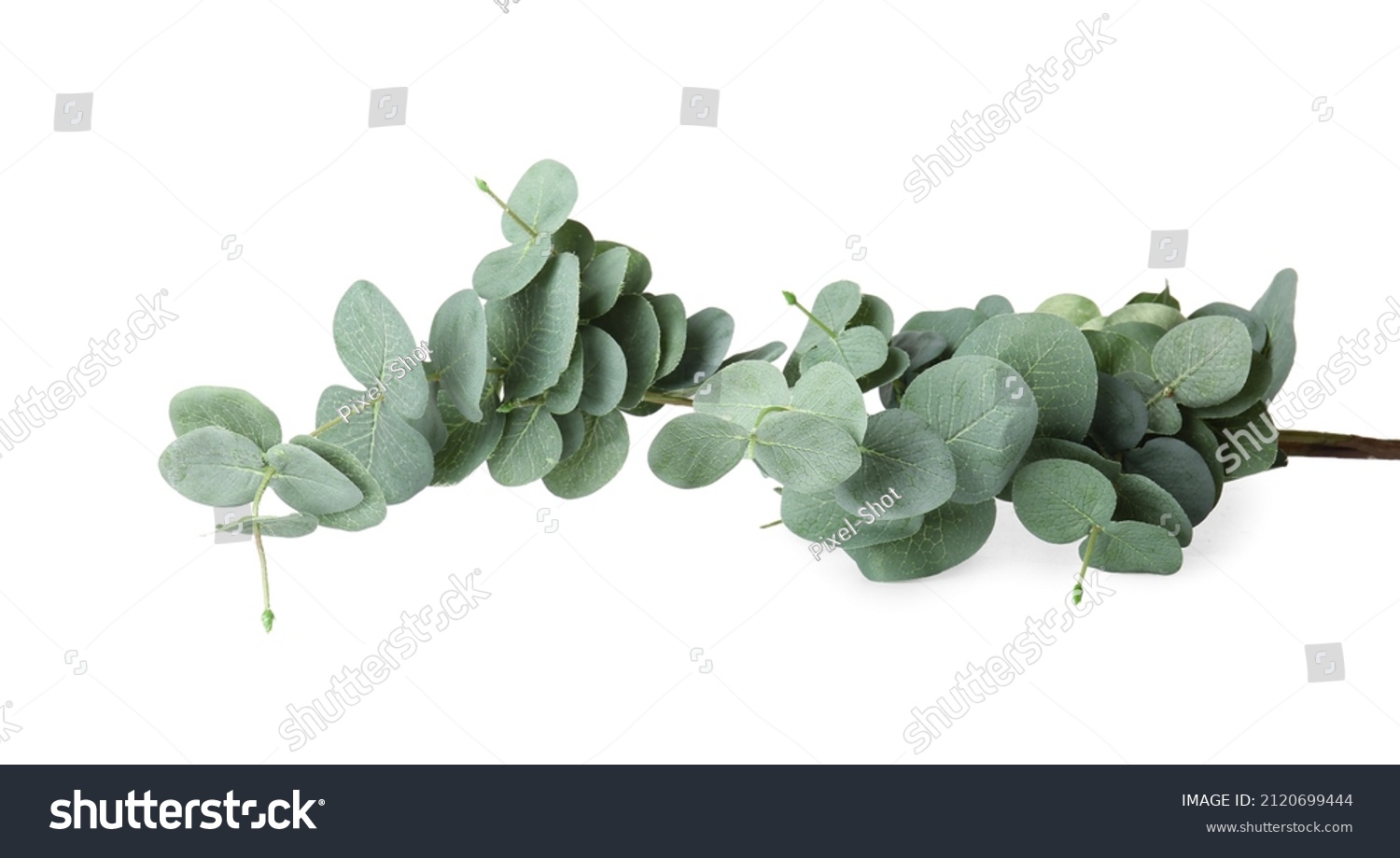 1,636 Baby blue eucalyptus Images, Stock Photos & Vectors | Shutterstock