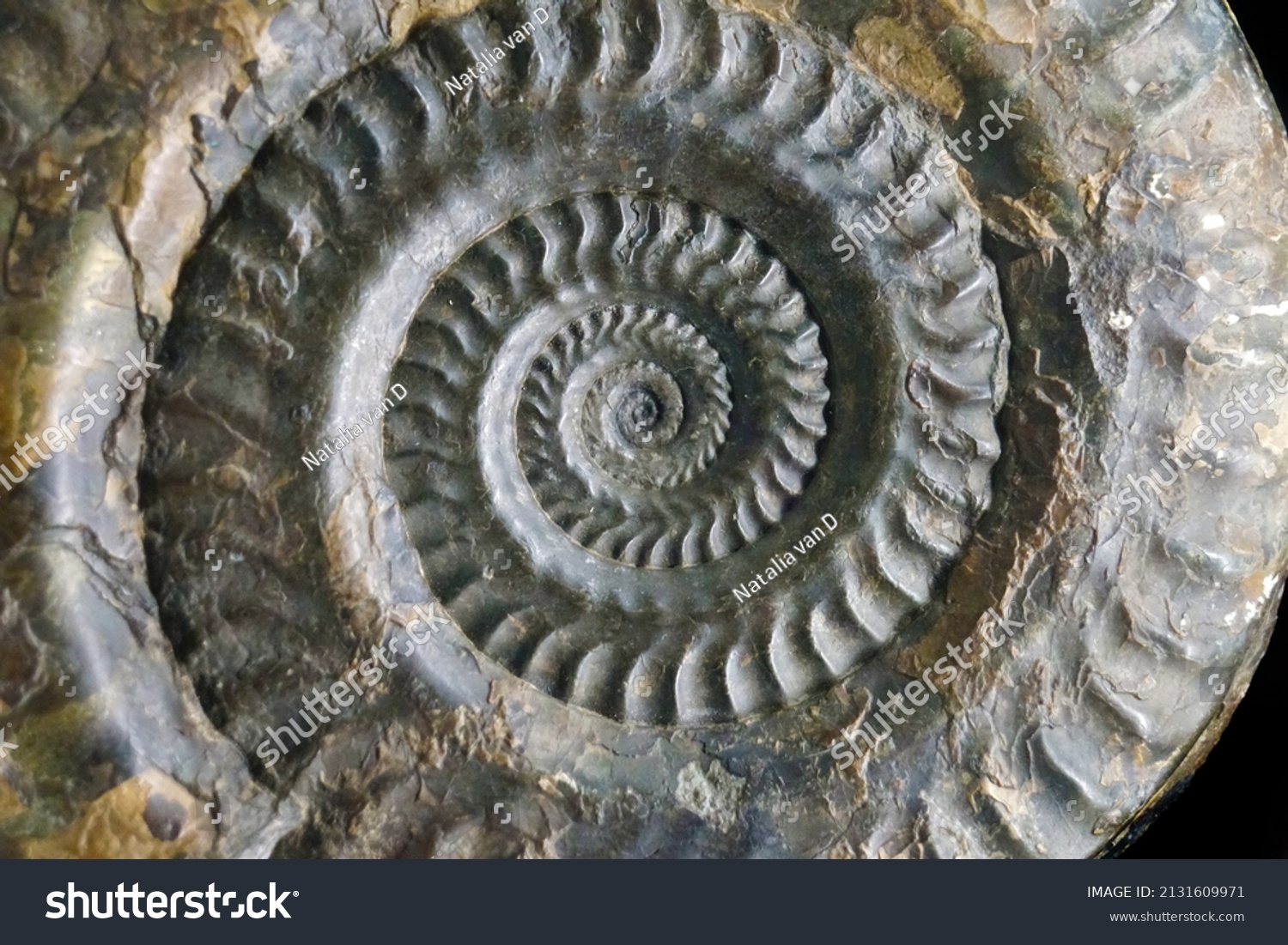 Beautiful Background Petrified Extinct Fossil Shell Stock Photo ...