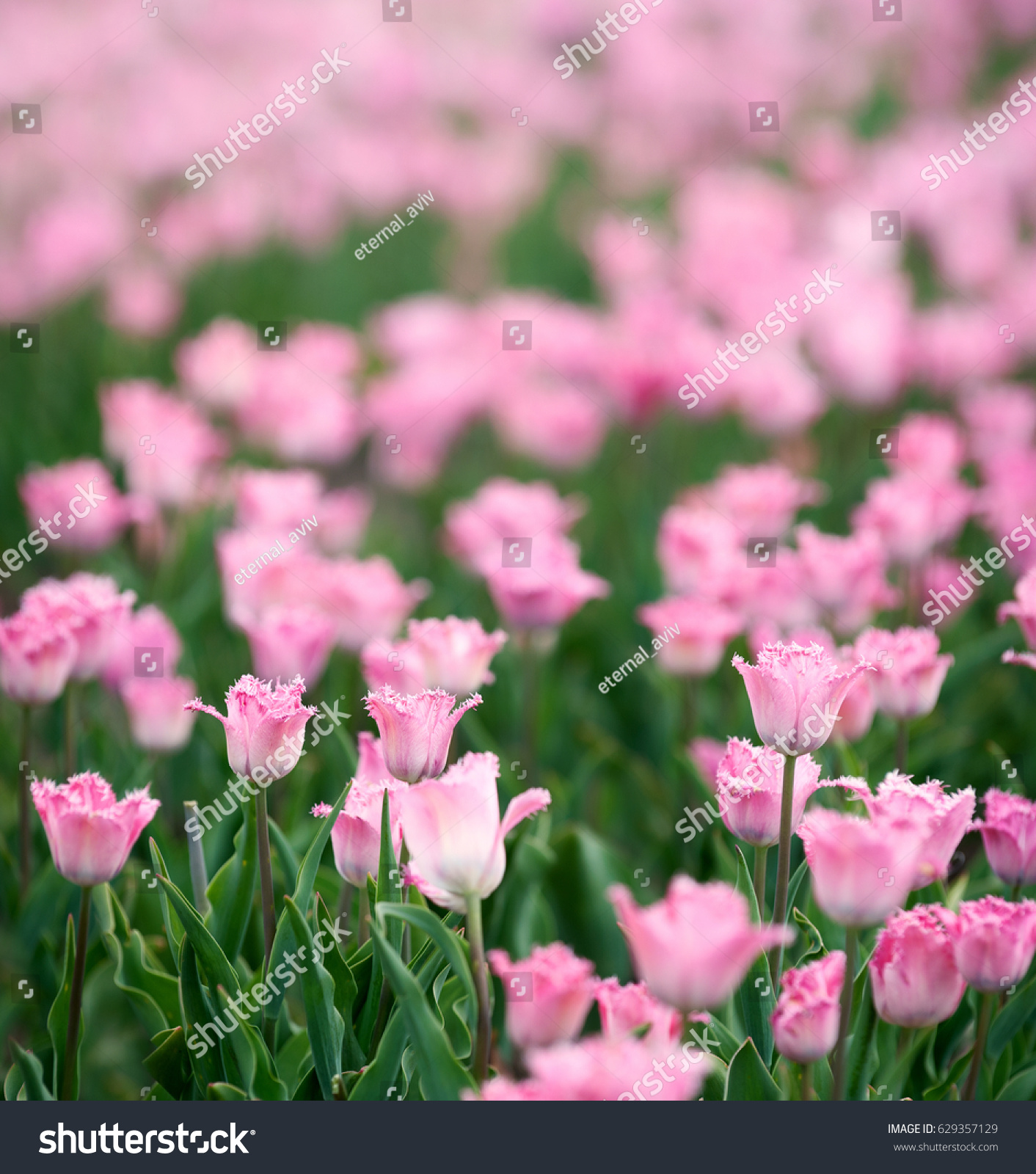 Beautiful Background Field Pink Tulips Santander Stock Photo Edit Now 629357129