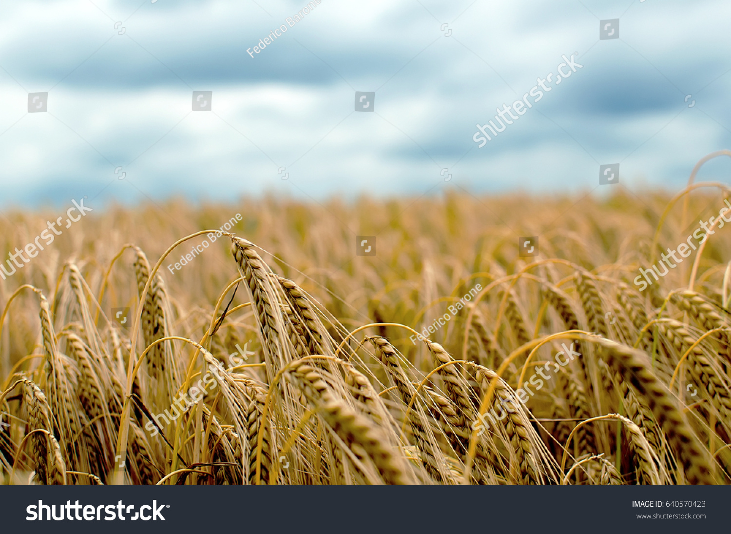 stock-photo-beautiful-barley-field-in-pe