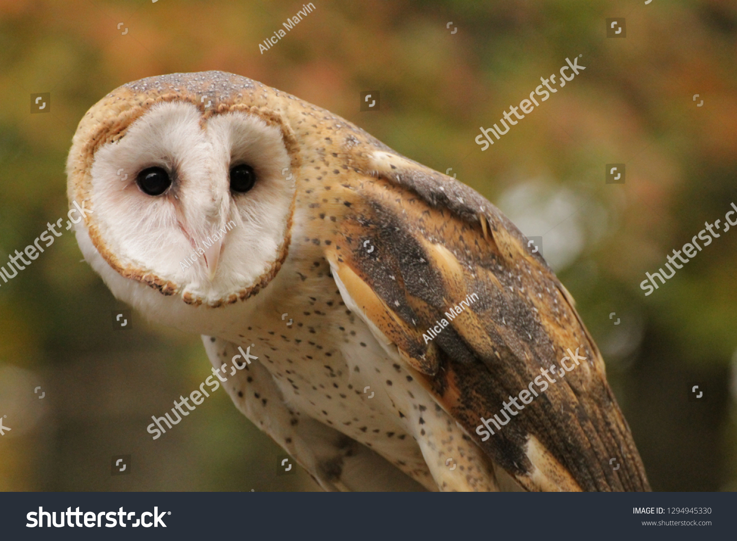 Beautiful Barn Owl Stunning Colors Against Stock Photo Edit Now