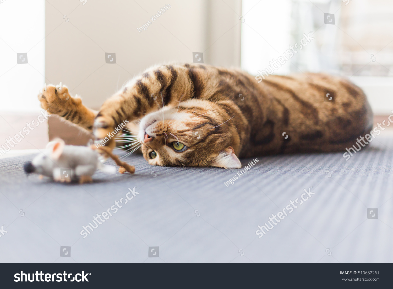 Cats playing toys Images, Stock Photos & Vectors | Shutterstock