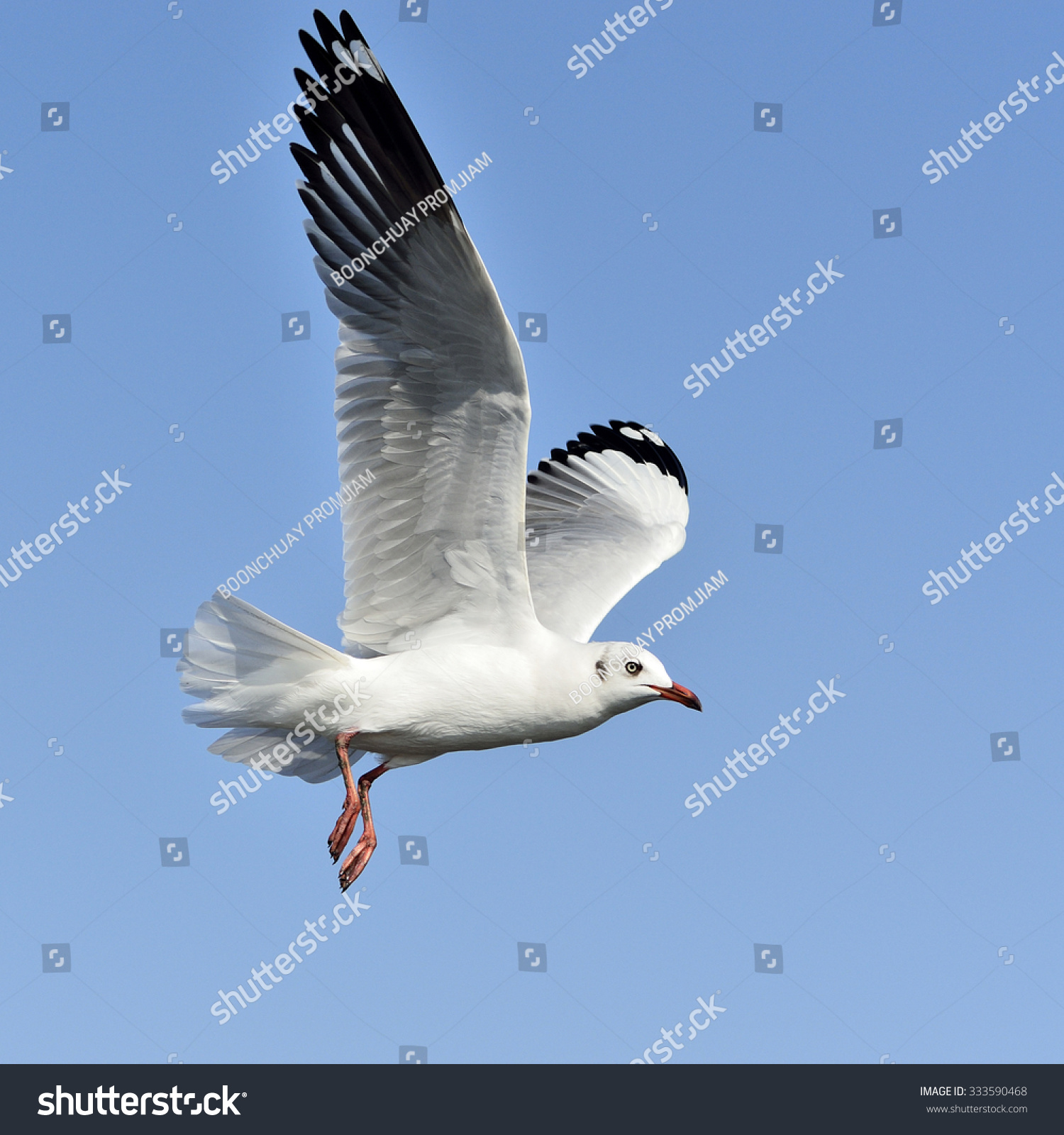 Beautiful Bird Brown Headed Gull Seagull Stock Photo 333590468 ...