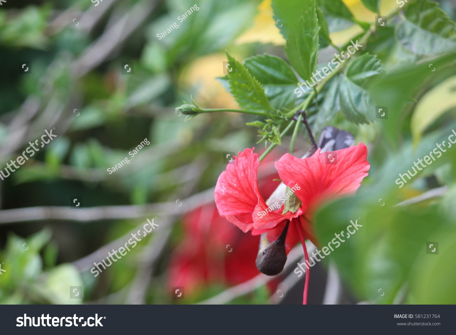 Beautiful Birds Flowers Stock Photo Edit Now 581231764 Shutterstock