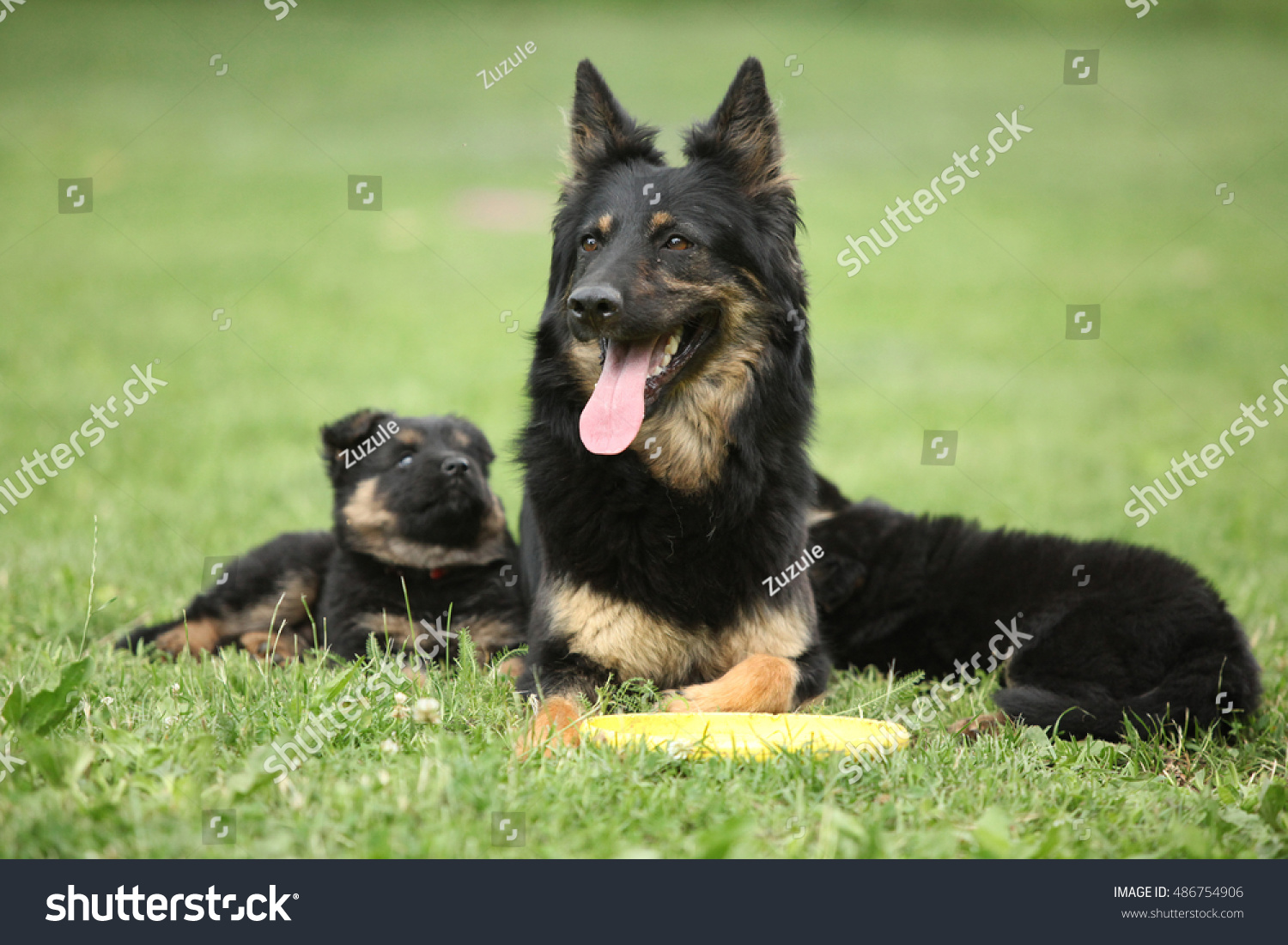 bohemian shepherd puppies