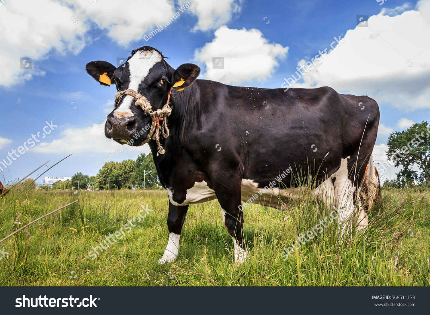 Beautiful Black White Marked Cow Holstein Stock Photo 568511173 ...