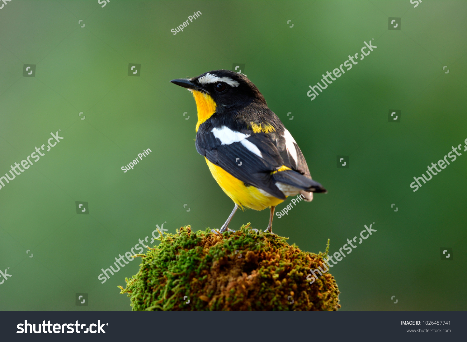 Beautiful Black Yellow Bird White Spot Animals Wildlife Stock Image