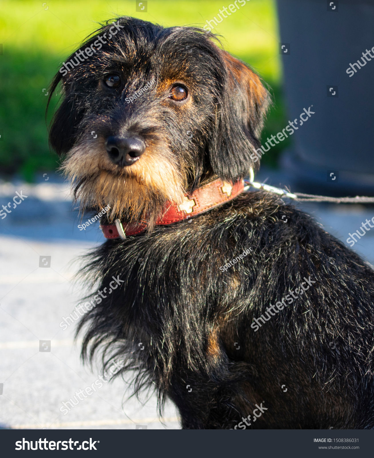 rough coat dachshund