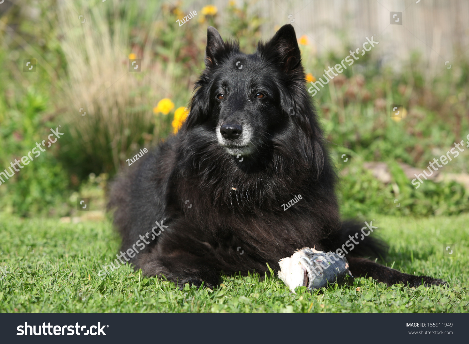 belgian sheepdog groenendael puppies beautiful black dog eating fish stock photo 155911949 shutterstock belgian sheepdog groenendael puppies beautiful black dog eating fish stock photo 155911949 shutterstock