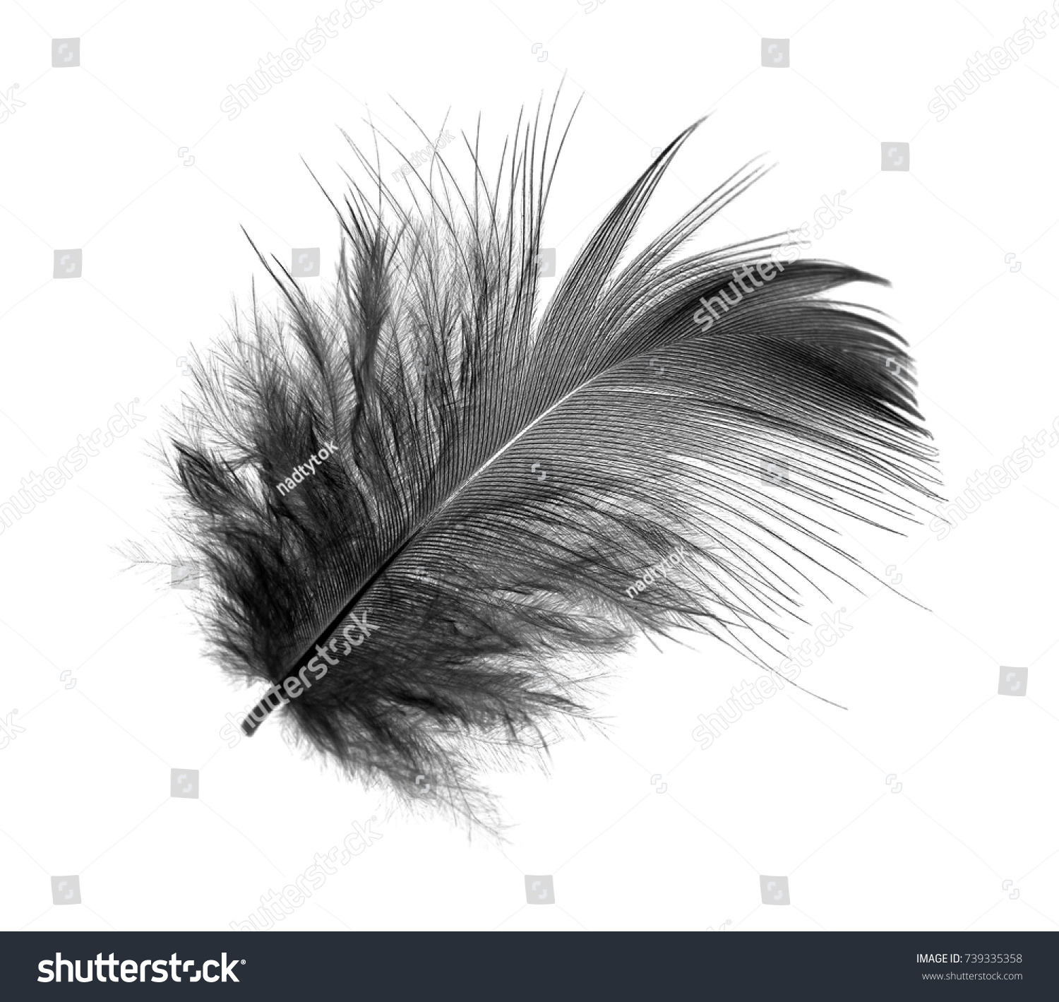 60,582 Eagle feather black white Images, Stock Photos & Vectors ...