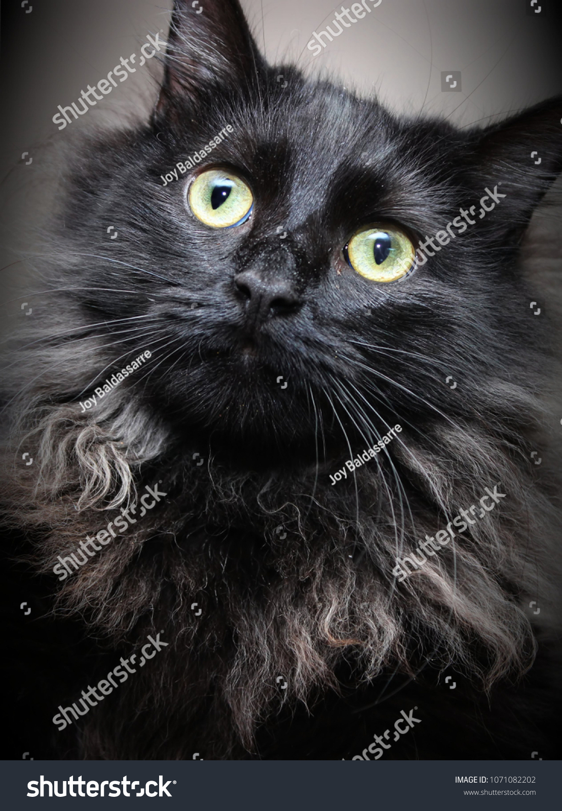 Beautiful Black Maine Coon Cat Stock Photo Edit Now 1071082202