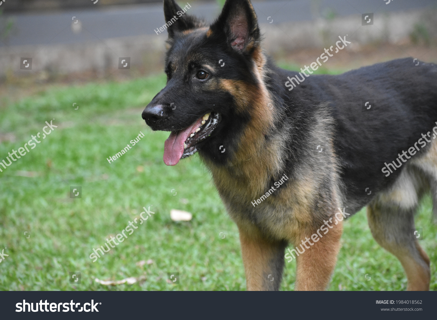 Single Coat German Shepherd Stock Photo 