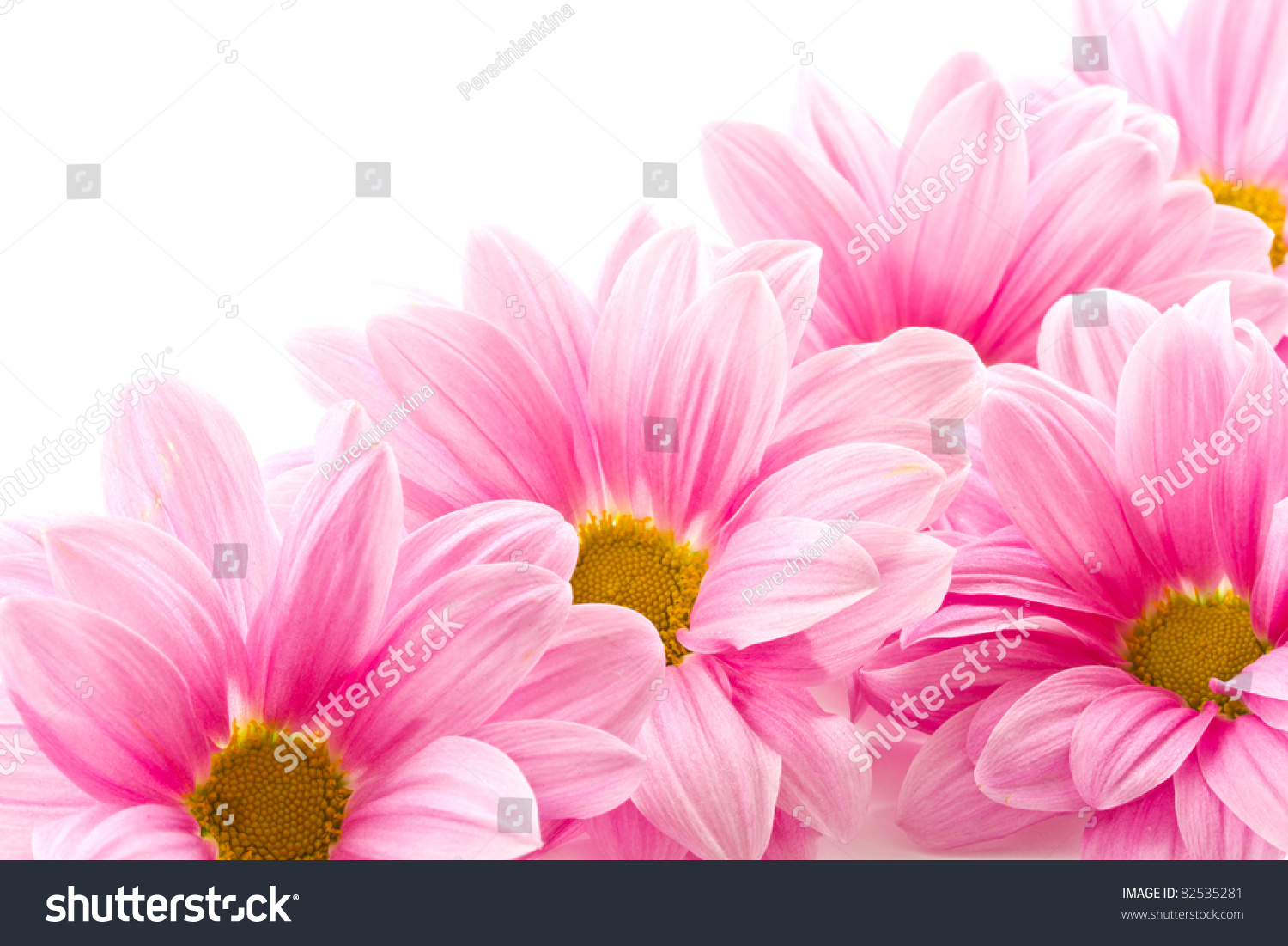 Beautiful Blooming Pink Flowers On A White Background Stock Photo ...